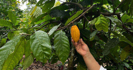 FROM THE HEART OF SAN MARTÍN: WILD-GROWN CACAO WITH FAMILY ROOTS