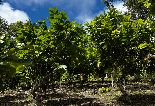 NAVIGATING THE EU DEFORESTATION REGULATION (EUDR): IMPLICATIONS FOR THE CACAO INDUSTRY