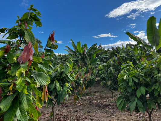 THE BENEFITS OF AGROFORESTRY IN CACAO PRODUCTION