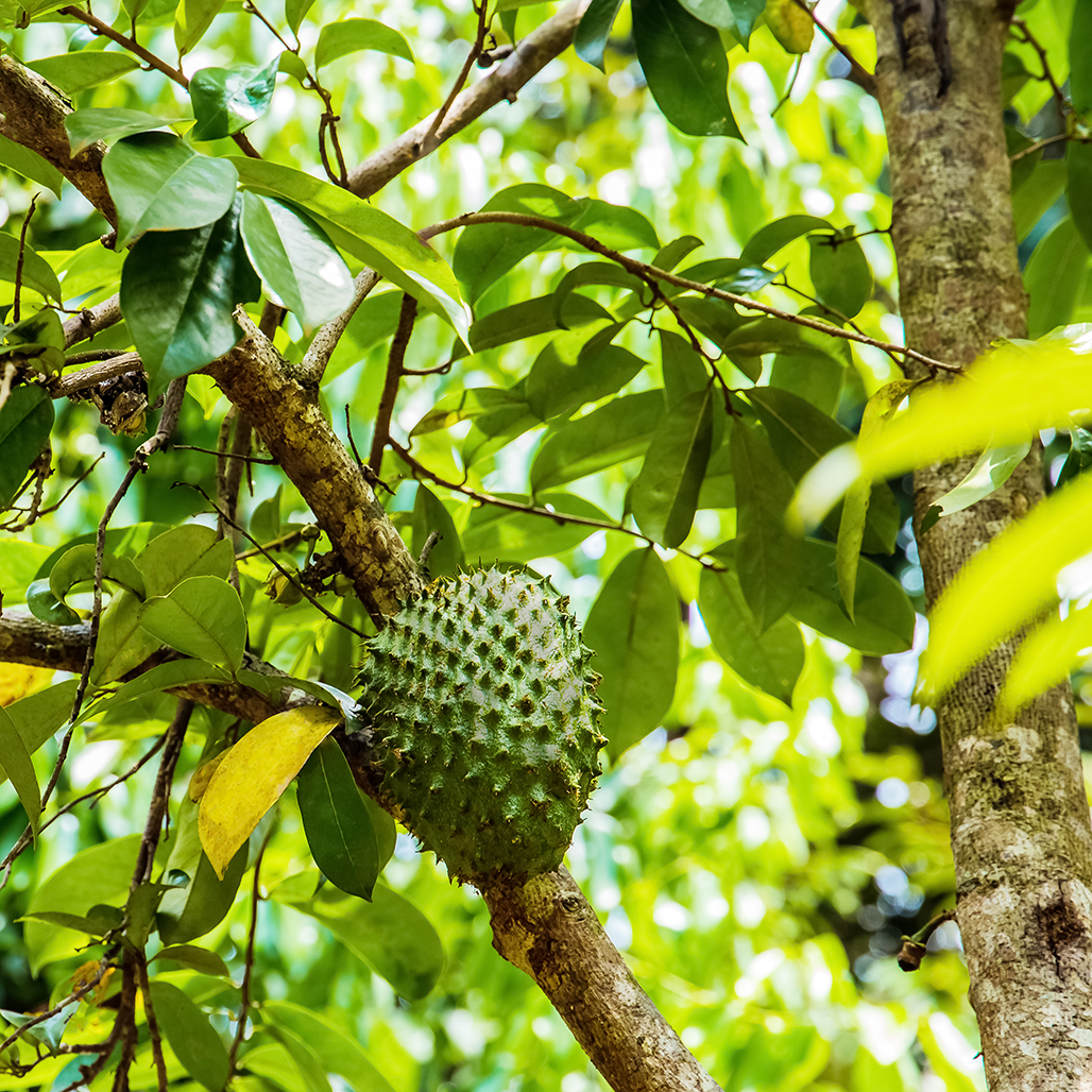 Close-up of anAnnona muricata (Graviola) tree branch with large, dark green leaves and ripe fruits hanging, illustrating the natural source of the powder.