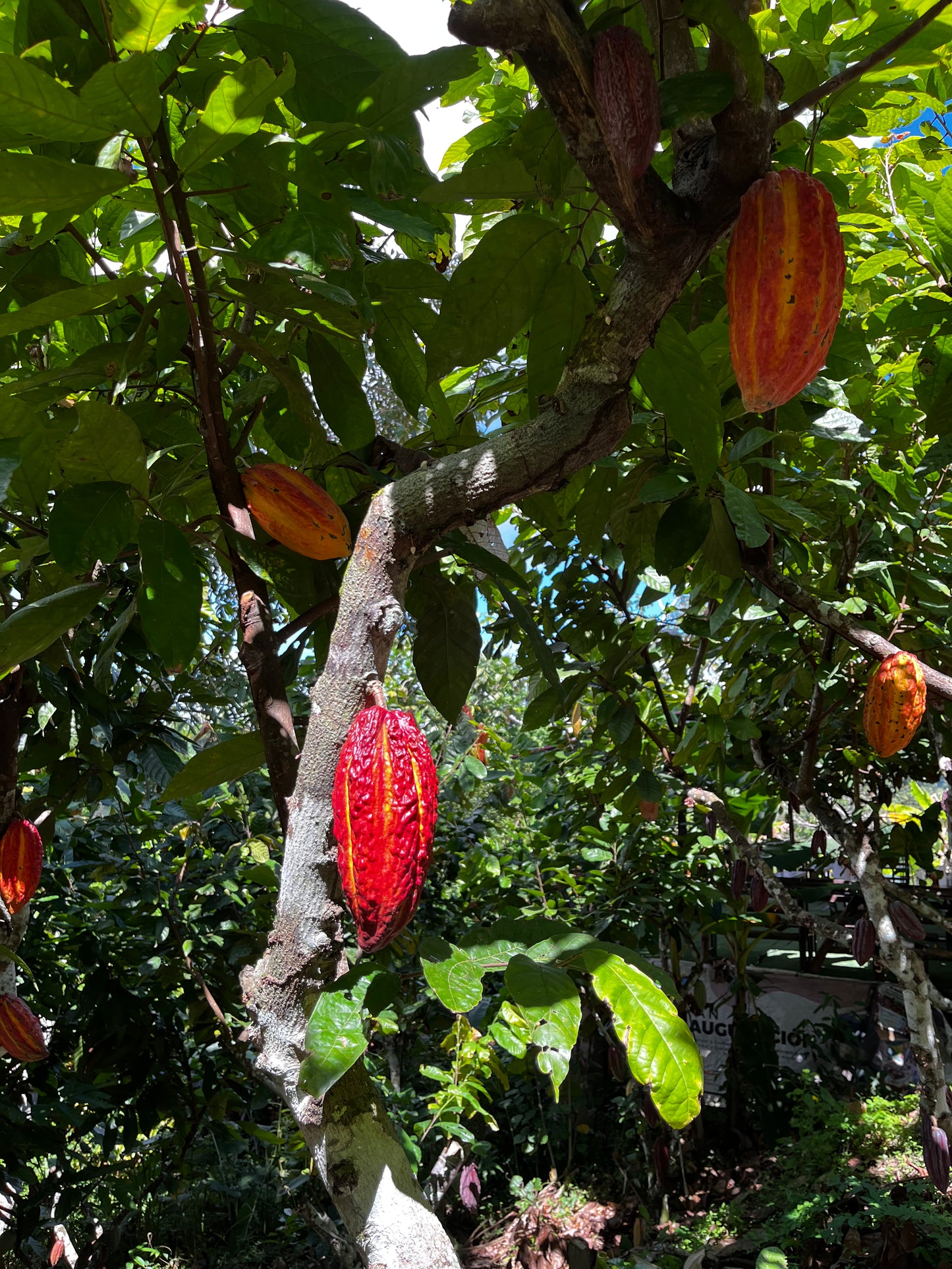 CACAO BUTTER BUTTONS