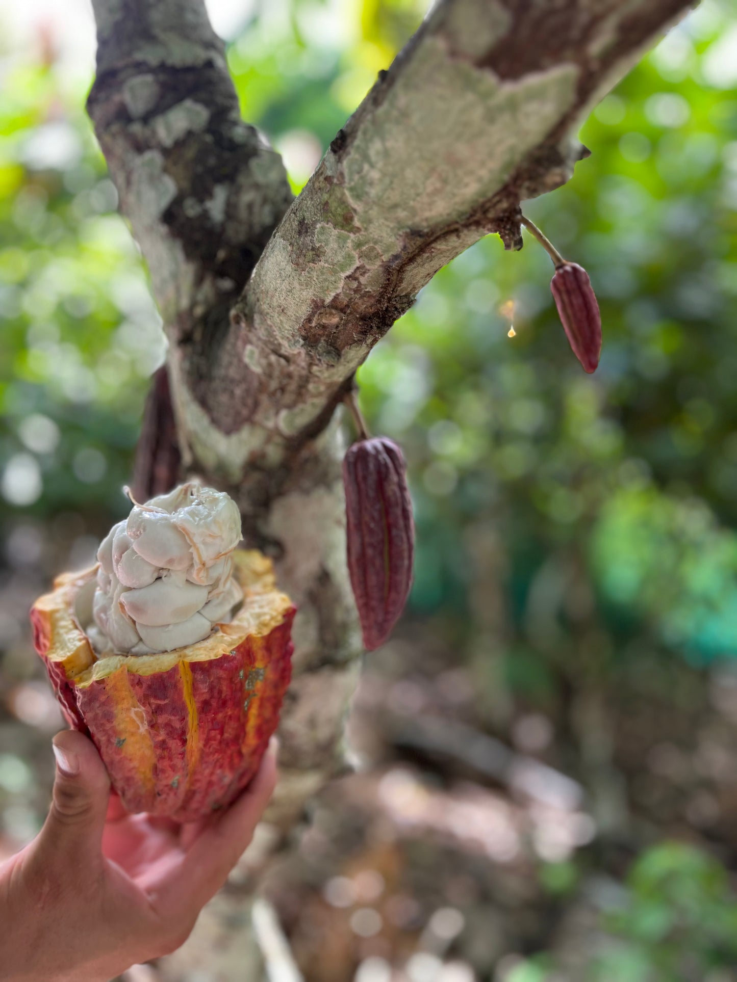 CACAO BUTTER BLOCKS