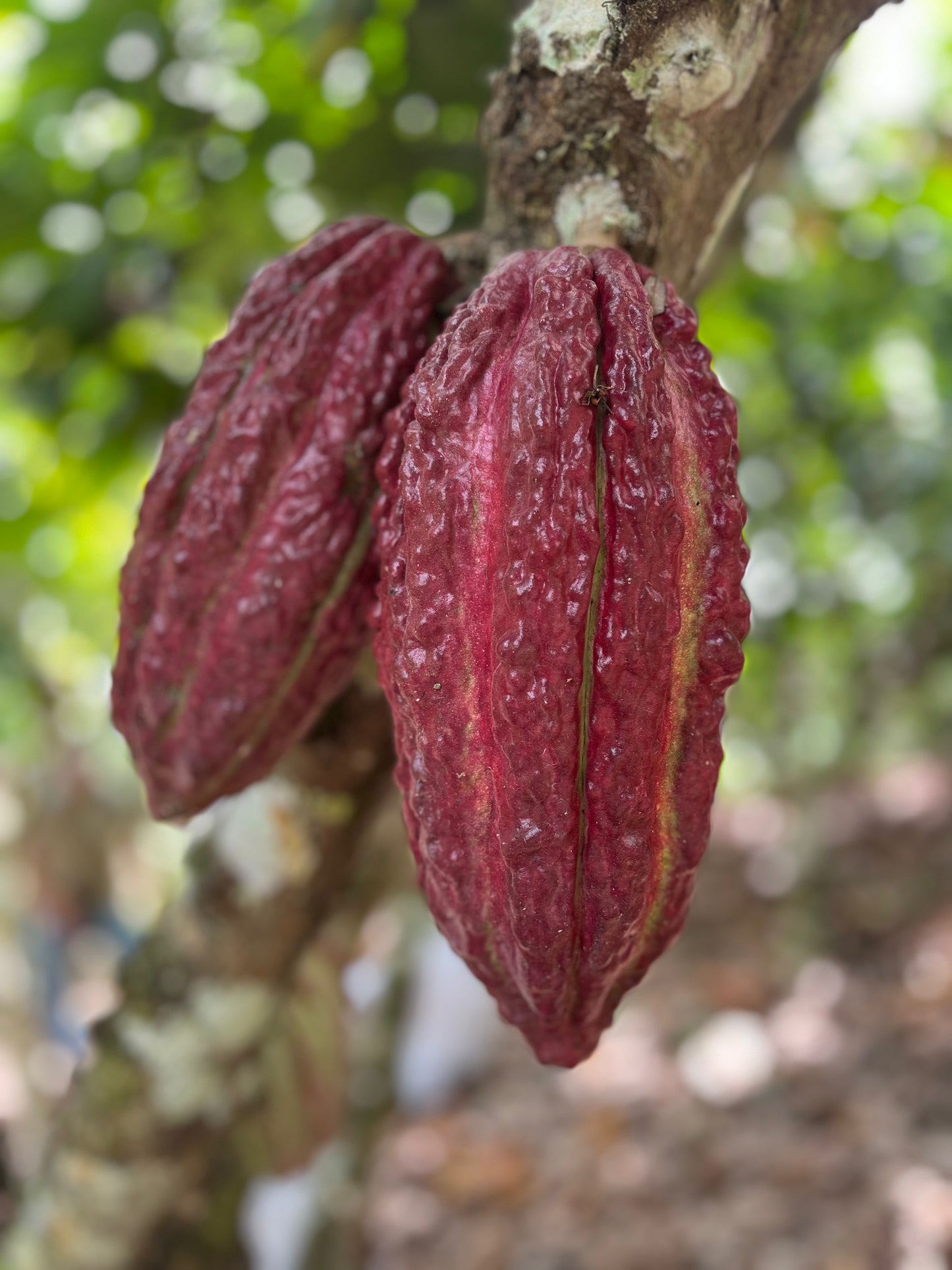 RAW CACAO BEANS