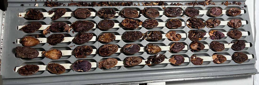 QUALITY CONTROL OF CACAO BEANS FROM ORIGIN