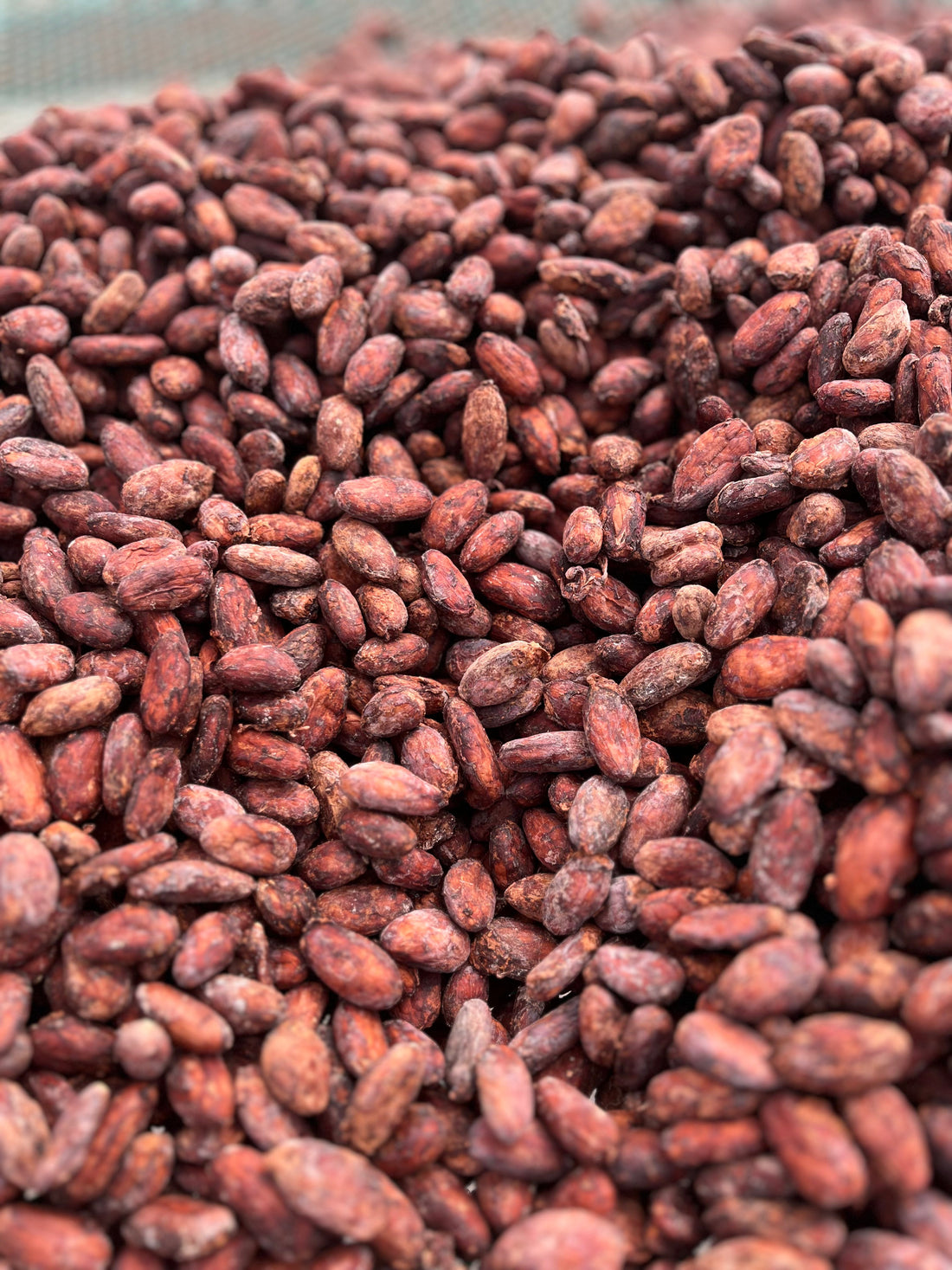 DISCOVER THE UNIQUE RICHNESS OF PERUVIAN CACAO WITH SIERRA NATURALS