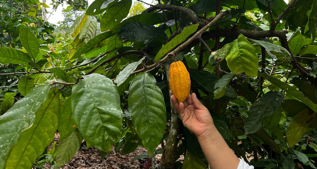 FROM THE HEART OF SAN MARTÍN: WILD-GROWN CACAO WITH FAMILY ROOTS