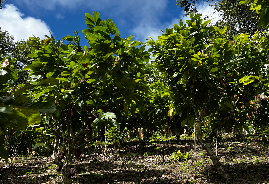NAVIGATING THE EU DEFORESTATION REGULATION (EUDR): IMPLICATIONS FOR THE CACAO INDUSTRY