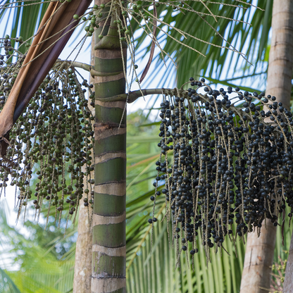 An Açaí palm tree (Euterpe oleracea) with clusters of ripe Açaí berries, the source of the nutritious Açaí powder.