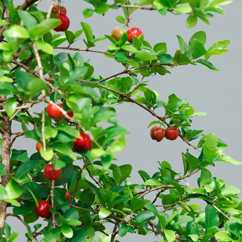 Closeup of Acerola shrubs or small trees laden with ripe, red Acerola fruits, illustrating the source of the nutritious powder.