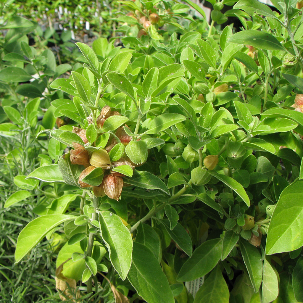 The Withania somnifera plant, commonly known as Indian ginseng or winter cherry, with its roots exposed, illustrating the source of Ashwagandha powder.