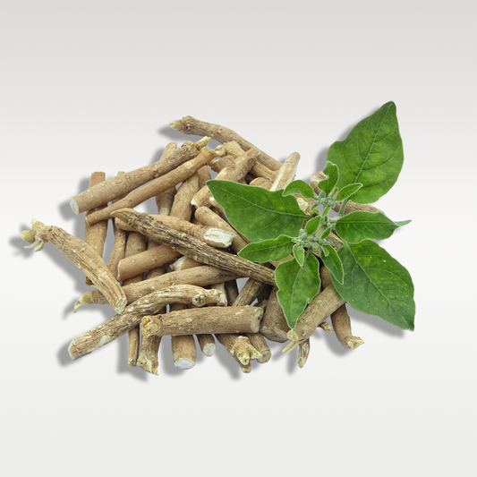 Close-up of fresh Ashwagandha roots, showcasing their earthy texture and natural form.