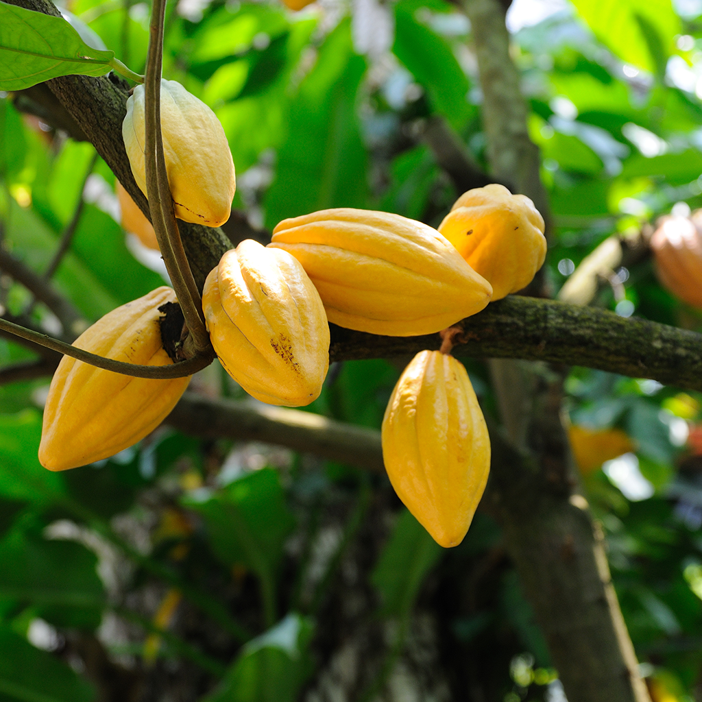 A cluster of yellow cacao pods hanging from a tree branch, illustrating their natural growth in a lush environment.