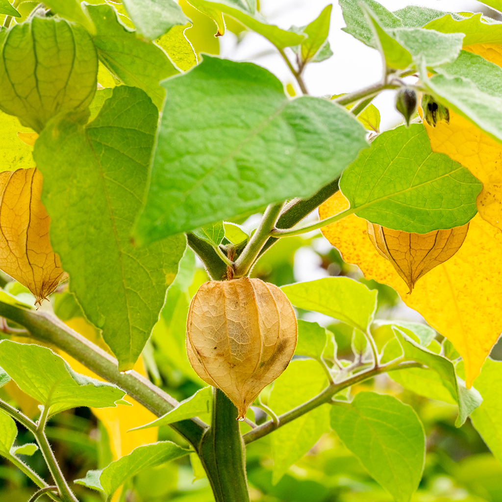 Close-up of Golden berry plant branch with clusters of ripe golden berries encased in their husks, illustrating the natural source of dried golden berries.