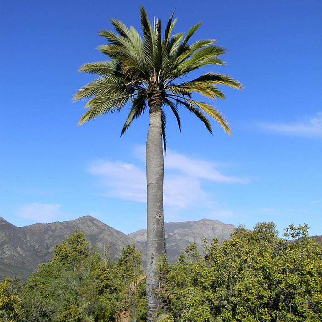 A Chilean Wine Palm tree (Jubaea chilensis) standing tall with its robust trunk and lush, green fronds, illustrating the source of the coquitos.