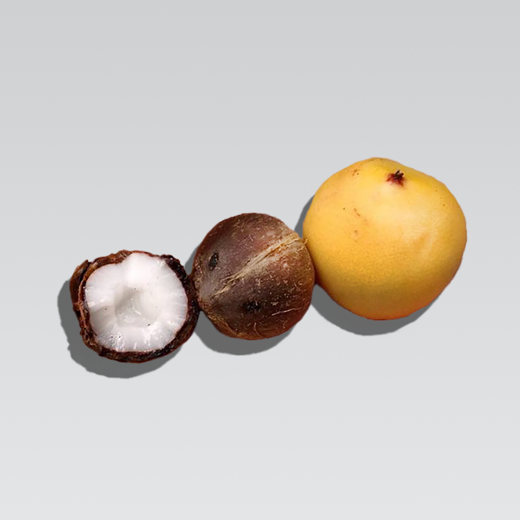 Close-up of Chilean Palm coconuts (coquitos) with and without shells, showcasing their smooth, tough outer layer.