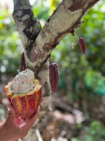 CACAO BUTTER BLOCKS