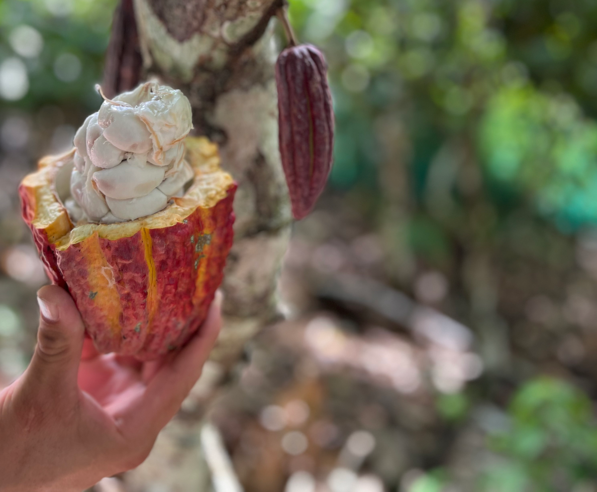 CACAO PASTE / LIQUOR BUTTONS