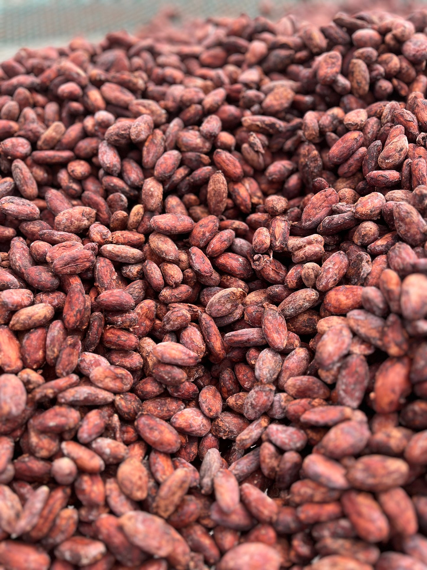 RAW CACAO BEANS