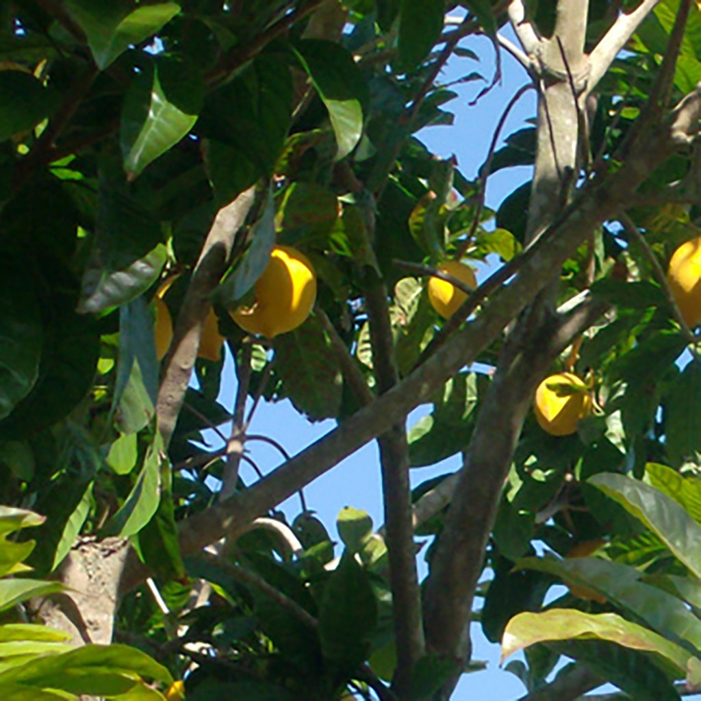 Closeup of a branch of the Lucuma tree with clusters of ripe fruits, illustrating the natural source of Lucuma powder.