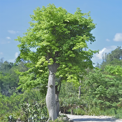 Moringa oleifera tree with lush green leaves, illustrating the source of the nutrient-rich Moringa powder.