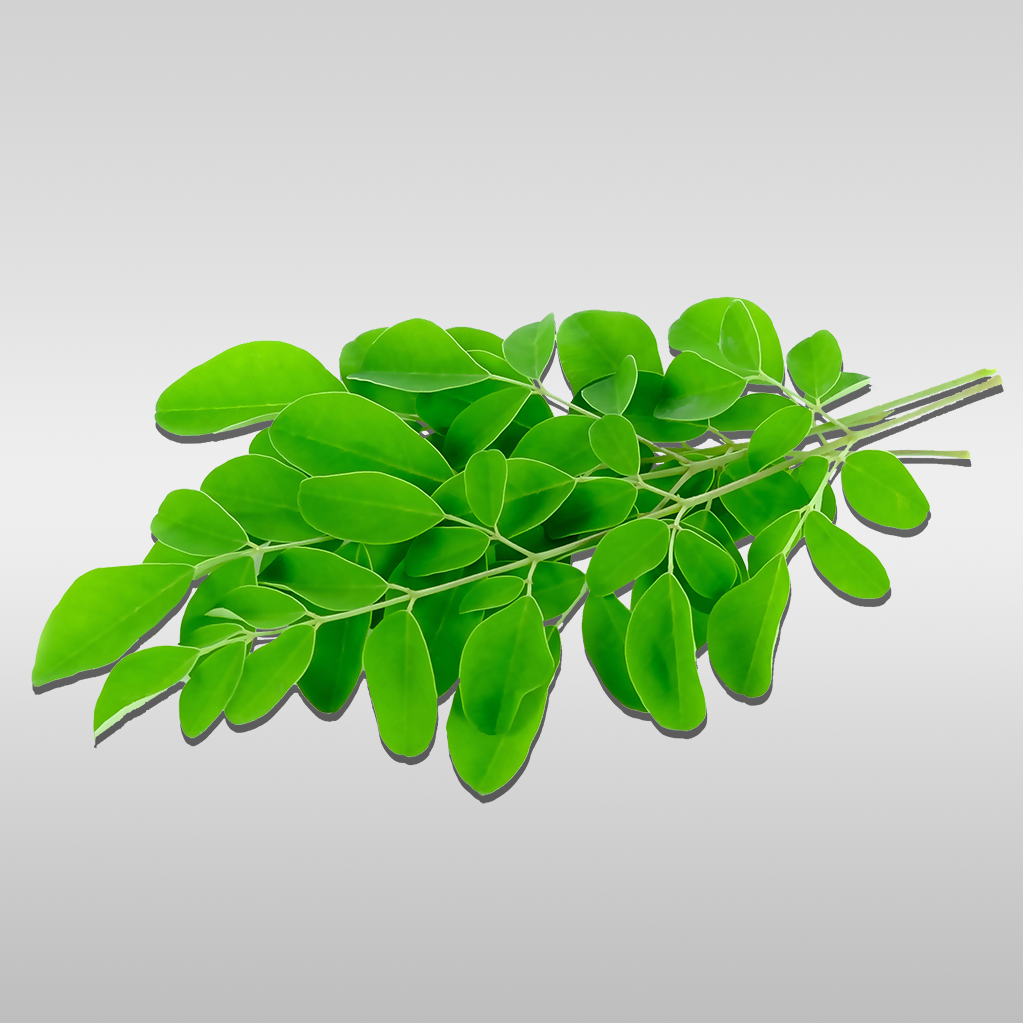 Close-up of fresh Moringa leaves, showcasing their vibrant green color and delicate structure.