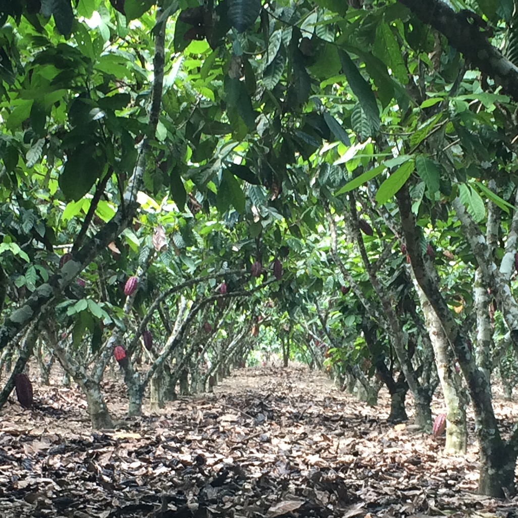 Rows of cacao trees in a managed rainforest plantation, showing the orderly cultivation of cacao within the dense, green environment.