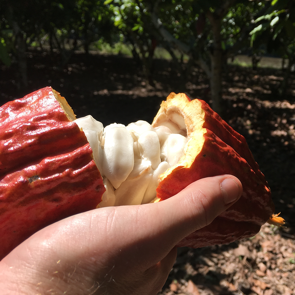 An open cacao pod showcasing the white, fleshy seeds inside, illustrating the raw state before processing into cacao butter and other products.