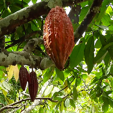 A cacao pod hanging from a tree branch, showcasing its natural growth environment and vibrant color.