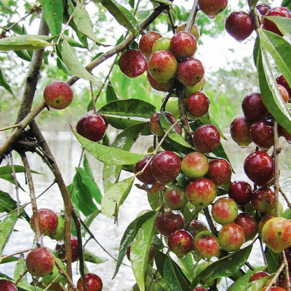 Closeup of Camu Camu plant with clusters of ripe reddish-purple fruits, illustrating the natural source of the powder.