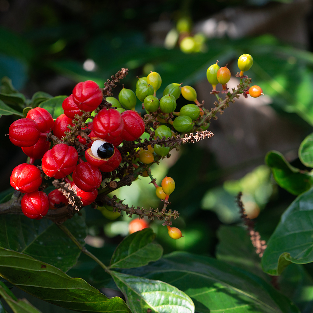 Close-up of Guarana plant with clusters of ripe seeds, illustrating the source of Guarana powder.