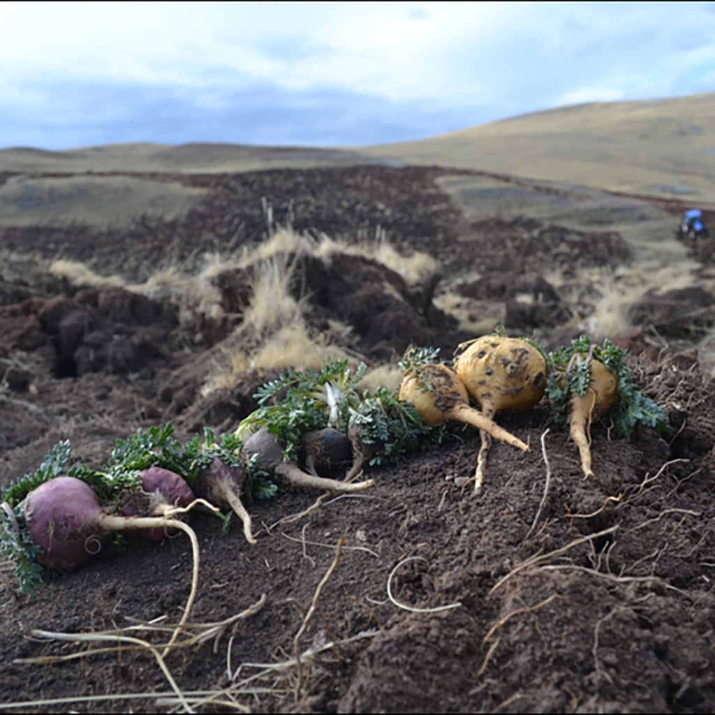 yellow, red and black Maca roots in the Andes Mountains, illustrating their harsh, high-altitude environment.