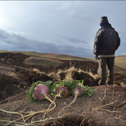 Red Maca roots in the Andes Mountains, illustrating their harsh, high-altitude environment.