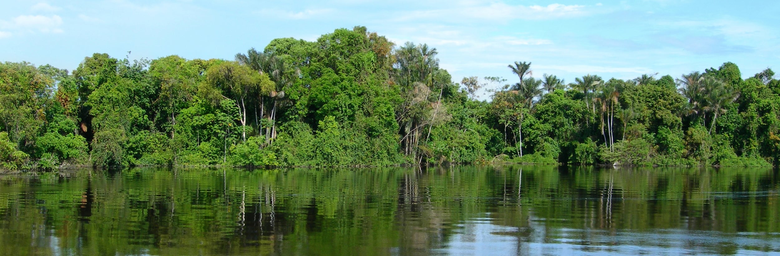 A serene view of a lush rainforest reflected in calm, dark waters. The dense canopy of vibrant green trees and plants stretches along the riverbank, with a clear blue sky above, illustrating the untouched beauty and rich biodiversity of the rainforest ecosystem.